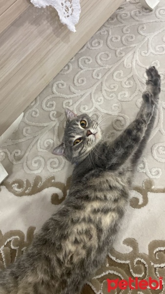 British Shorthair, Kedi  Çiko fotoğrafı