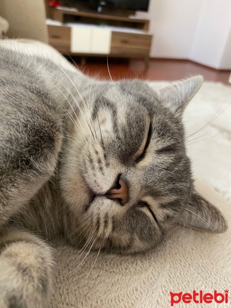 British Shorthair, Kedi  Çiko fotoğrafı