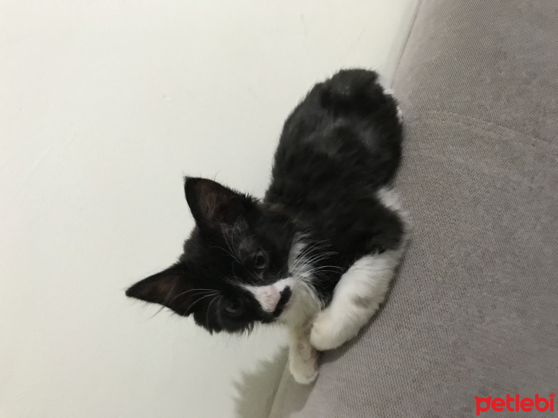 Tekir Kedi, Kedi  Tom fotoğrafı