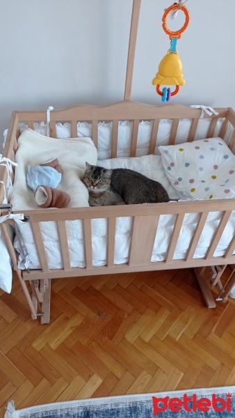 British Shorthair, Kedi  Bihter fotoğrafı