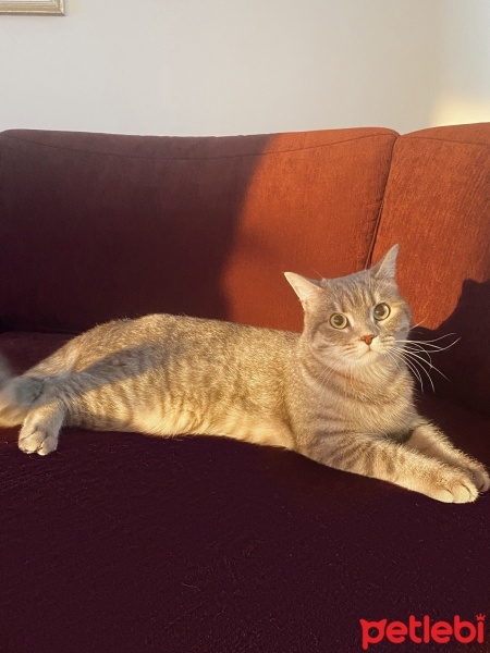 Tekir Kedi, Kedi  Mia fotoğrafı