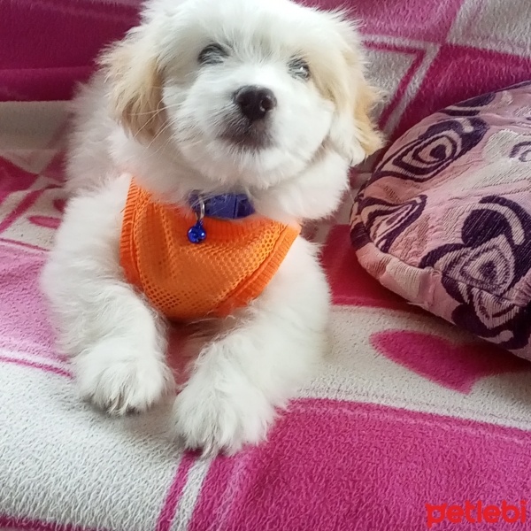 Maltese, Köpek  Cesur fotoğrafı