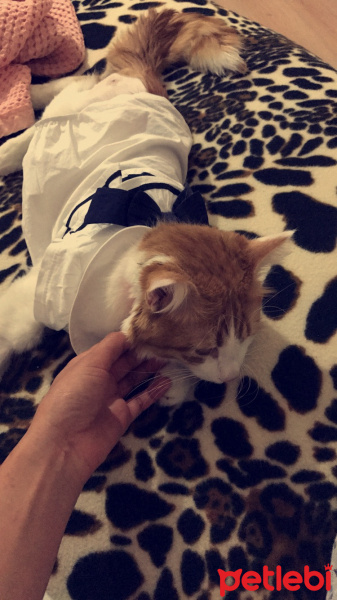 Tekir Kedi, Kedi  Mia fotoğrafı