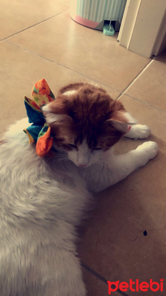 Tekir Kedi, Kedi  Mia fotoğrafı