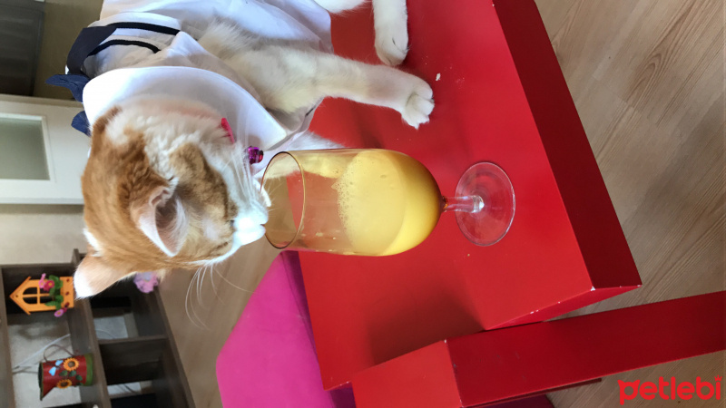 Tekir Kedi, Kedi  Mia fotoğrafı
