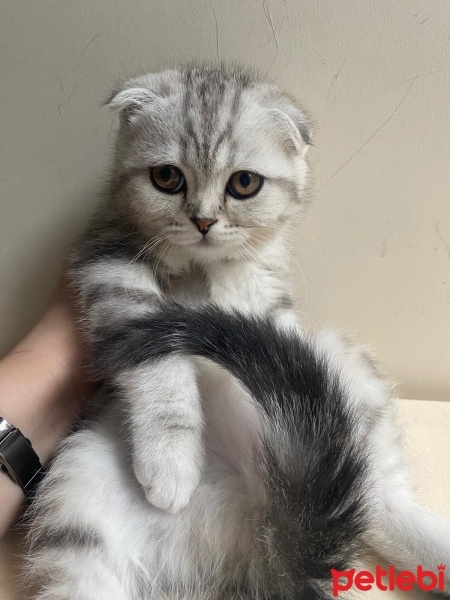 Scottish Fold, Kedi  SEVİMLİ SCOTTİSH FOLD YAVRULAR fotoğrafı