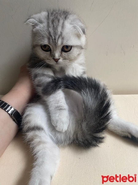 Scottish Fold, Kedi  SEVİMLİ SCOTTİSH FOLD YAVRULAR fotoğrafı
