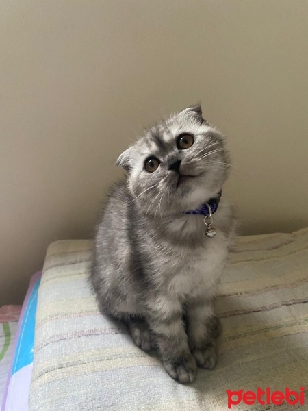 Scottish Fold, Kedi  SEVİMLİ SCOTTİSH FOLD YAVRULAR fotoğrafı