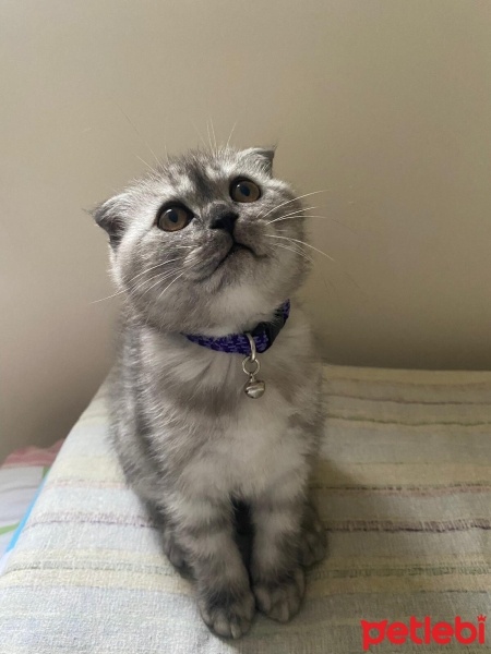 Scottish Fold, Kedi  SEVİMLİ SCOTTİSH FOLD YAVRULAR fotoğrafı