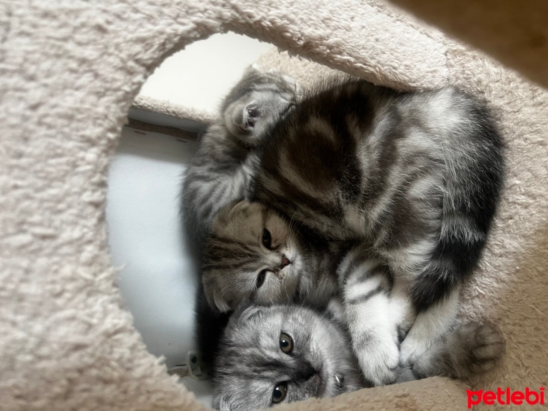 Scottish Fold, Kedi  SEVİMLİ SCOTTİSH FOLD YAVRULAR fotoğrafı