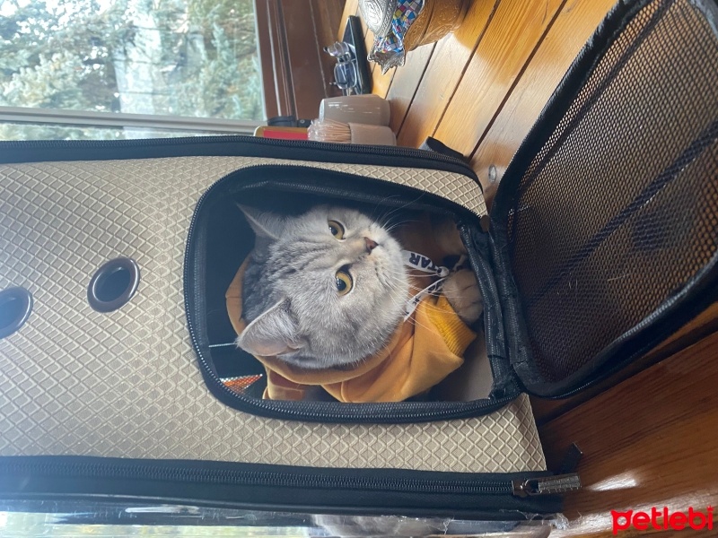 Scottish Fold, Kedi  SEVİMLİ SCOTTİSH FOLD YAVRULAR fotoğrafı