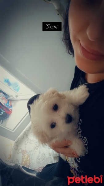 Maltese, Köpek  Pamuk fotoğrafı
