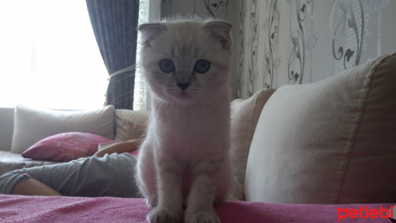 Scottish Fold, Kedi  Pamuk fotoğrafı