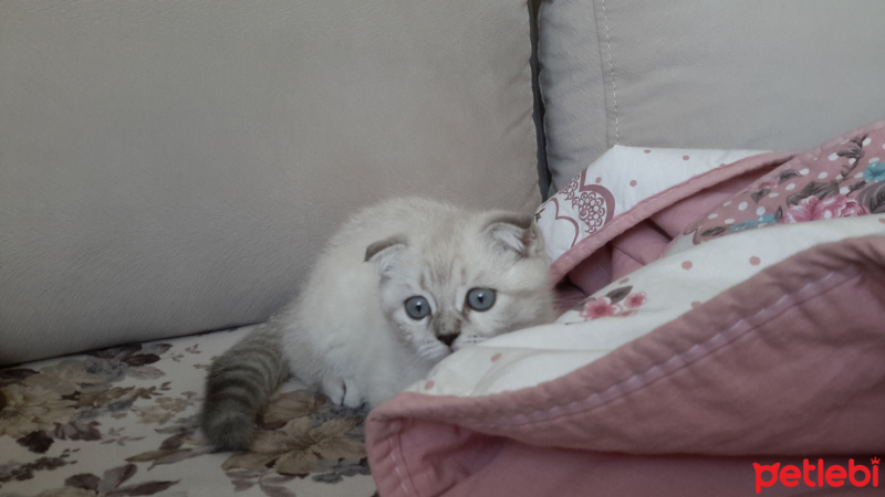 Scottish Fold, Kedi  Pamuk fotoğrafı