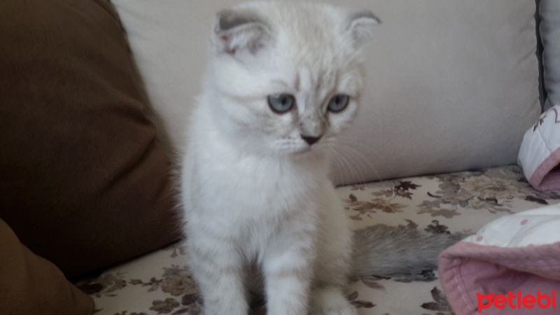 Scottish Fold, Kedi  Pamuk fotoğrafı