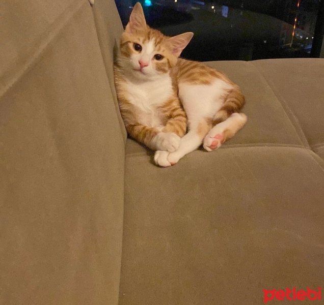 Sarman, Kedi  Burhan fotoğrafı