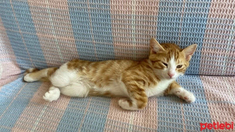 Sarman, Kedi  Burhan fotoğrafı