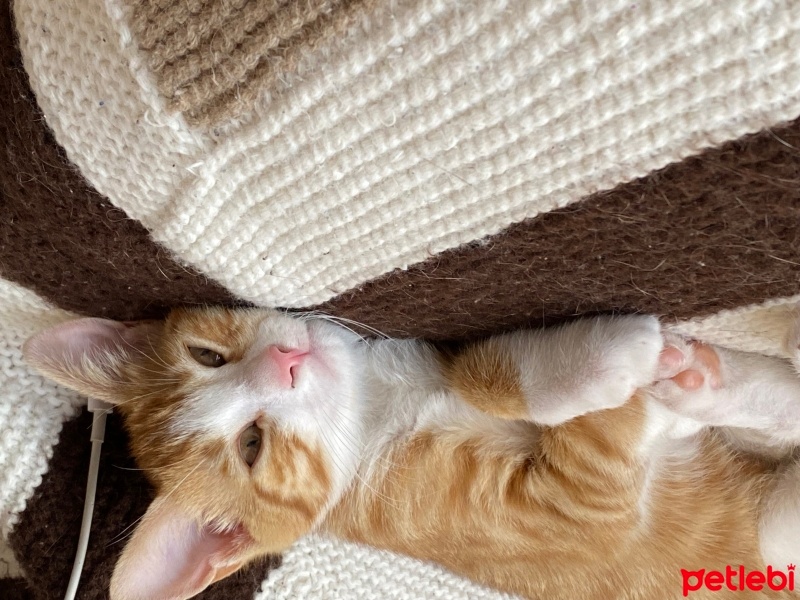 Sarman, Kedi  Burhan fotoğrafı