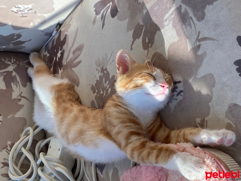 Sarman, Kedi  Burhan fotoğrafı