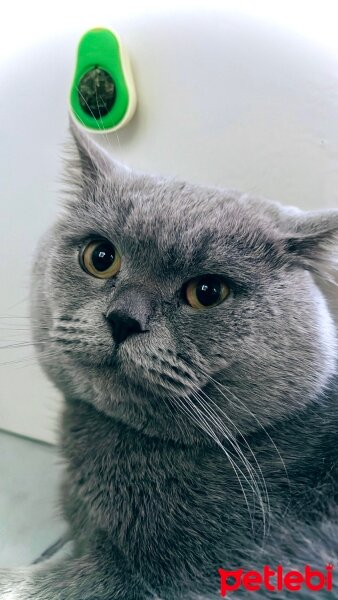 British Shorthair, Kedi  Merlin fotoğrafı