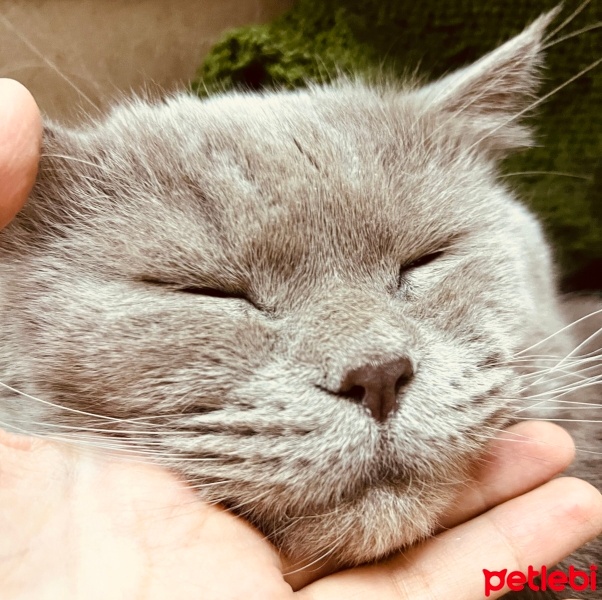 British Shorthair, Kedi  Merlin fotoğrafı