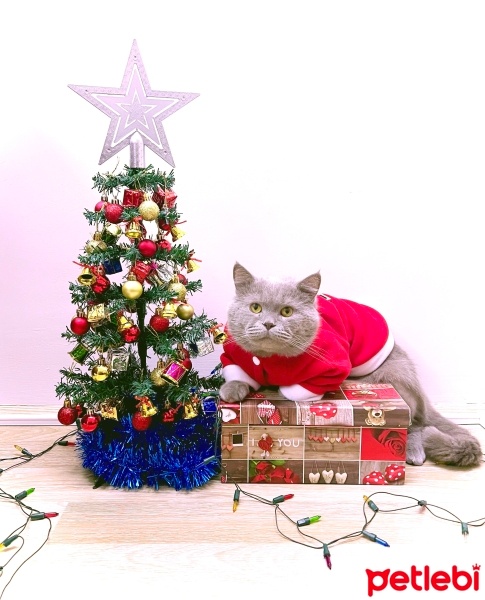 British Shorthair, Kedi  Merlin fotoğrafı