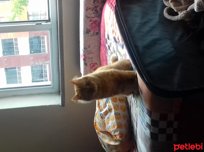 Tekir Kedi, Kedi  Haşmet fotoğrafı