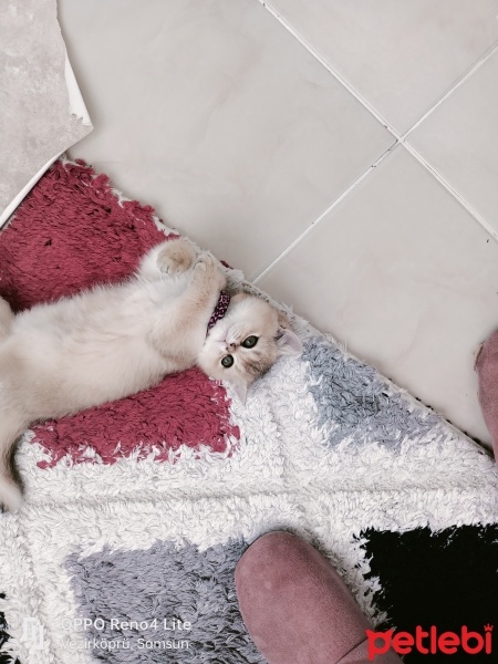 British Shorthair, Kedi  Mia fotoğrafı