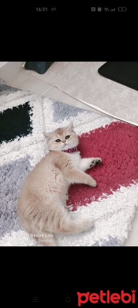 British Shorthair, Kedi  Mia fotoğrafı