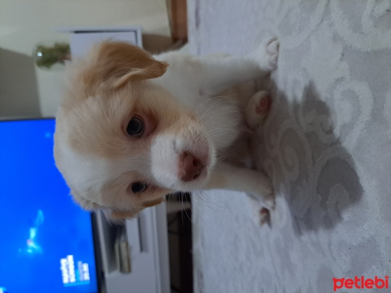 Maltese, Köpek  Isimsiz fotoğrafı