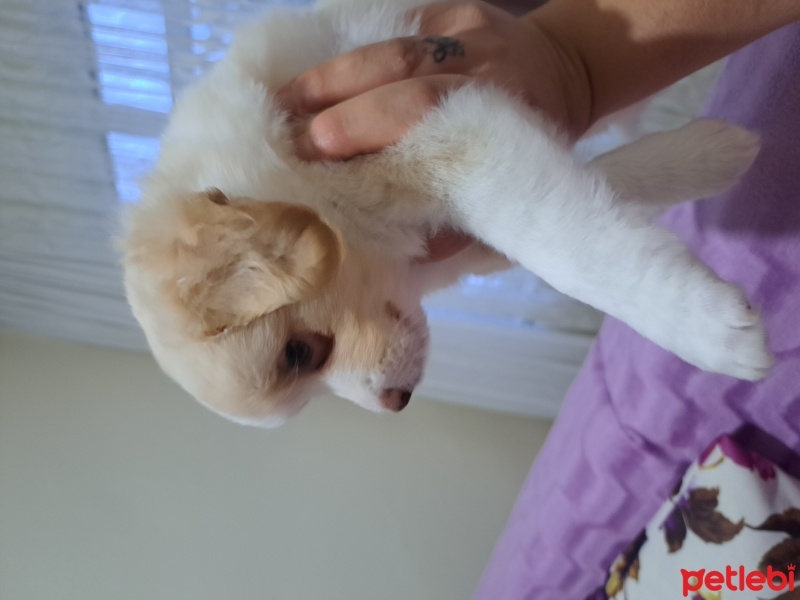 Maltese, Köpek  Isimsiz fotoğrafı