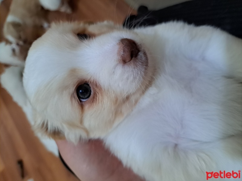 Maltese, Köpek  Isimsiz fotoğrafı