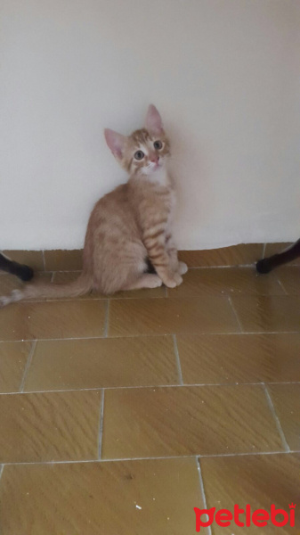 Tekir Kedi, Kedi  Venüs fotoğrafı