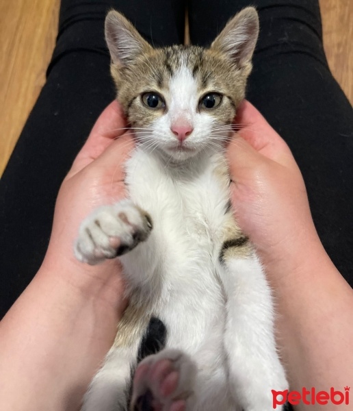Tekir Kedi, Kedi  MİA fotoğrafı