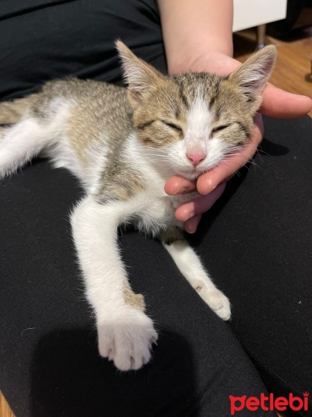 Tekir Kedi, Kedi  MİA fotoğrafı