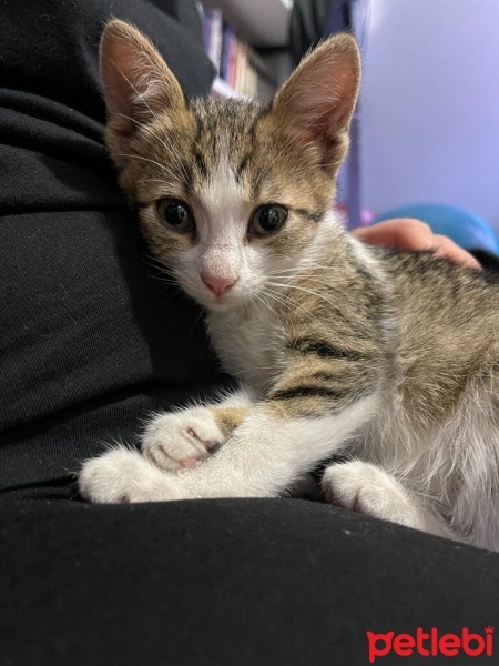 Tekir Kedi, Kedi  MİA fotoğrafı