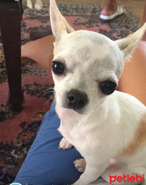 Chihuahua, Köpek  Mişa fotoğrafı