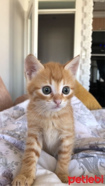 Sarman, Kedi  Tarçın fotoğrafı