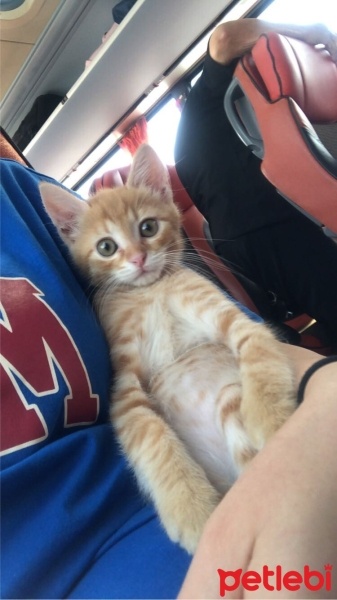 Sarman, Kedi  Tarçın fotoğrafı