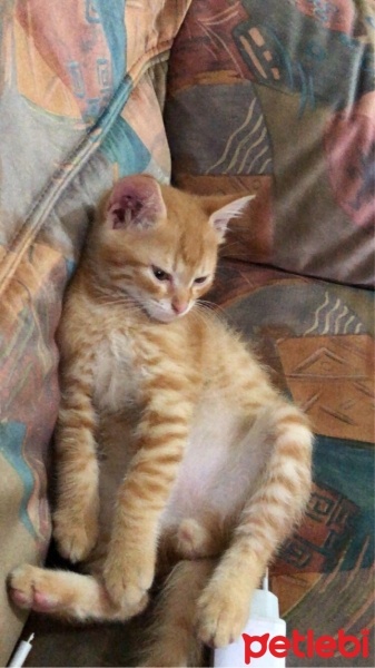 Sarman, Kedi  Tarçın fotoğrafı