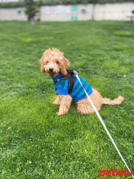Poodle(Standart Kaniş), Köpek  Coco fotoğrafı