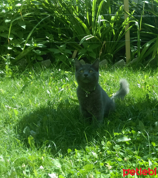 Tekir Kedi, Kedi  Fosil fotoğrafı