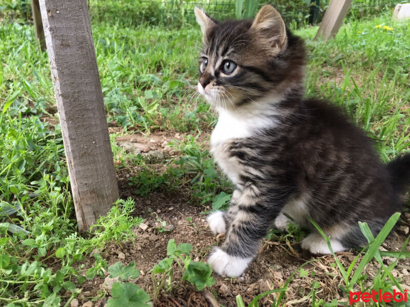 Tekir Kedi, Kedi  Fosil fotoğrafı