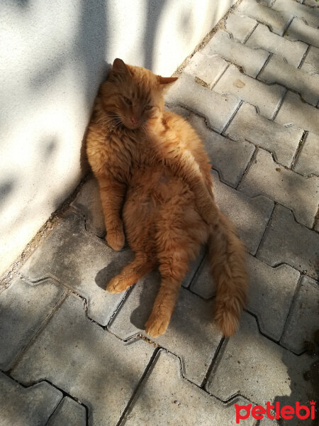 Tekir Kedi, Kedi  Fosil fotoğrafı