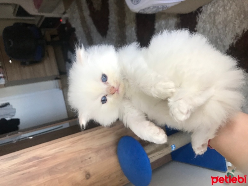 British Longhair, Kedi  Pamuk fotoğrafı