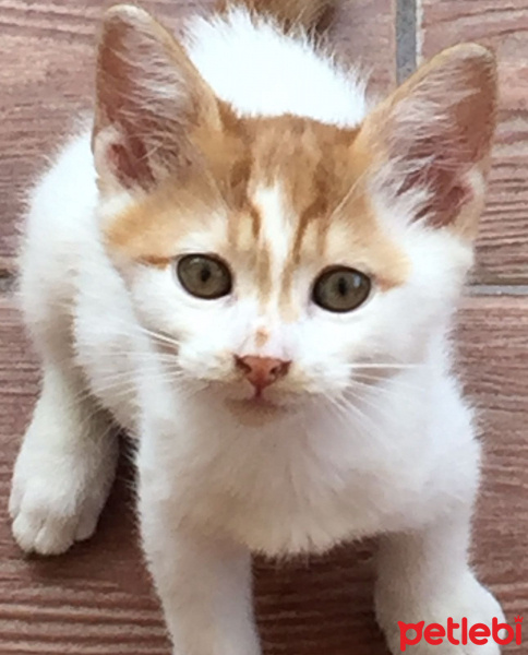 Tekir Kedi, Kedi  Paşa  fotoğrafı