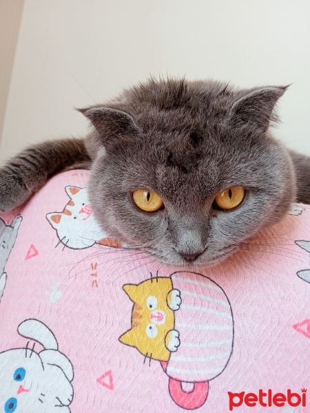 British Shorthair, Kedi  Prens fotoğrafı