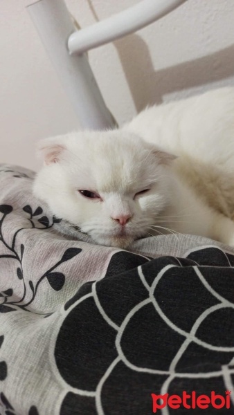 British Shorthair, Kedi  Köpük fotoğrafı