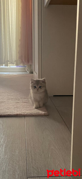 British Shorthair, Kedi  İnci fotoğrafı