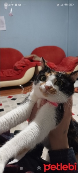 Tekir Kedi, Kedi  Nazike fotoğrafı